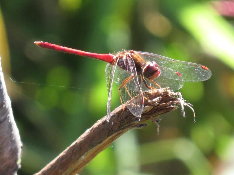 Photo of Autumn Meadowhawk