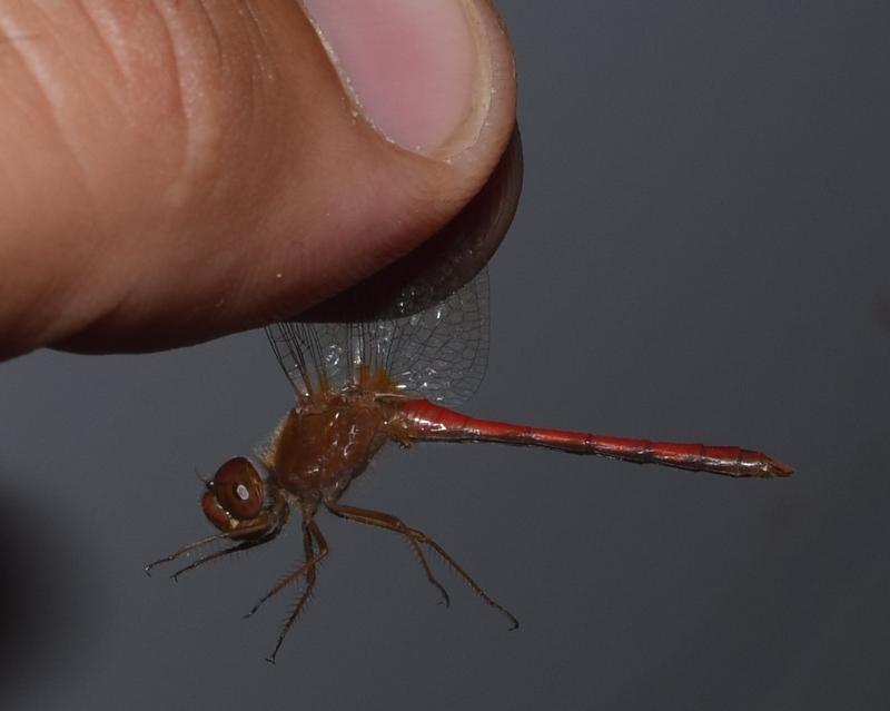 Photo of Autumn Meadowhawk