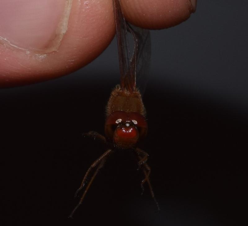 Photo of Autumn Meadowhawk