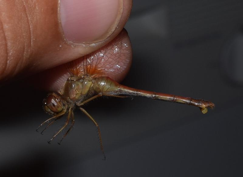 Photo of Autumn Meadowhawk