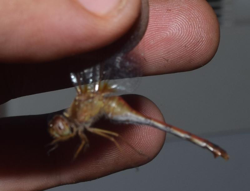 Photo of Autumn Meadowhawk