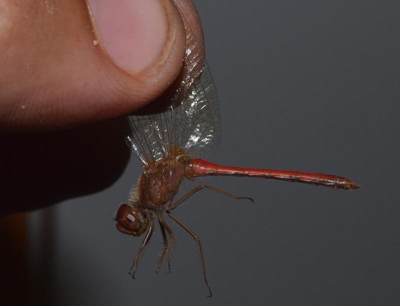 Photo of Autumn Meadowhawk