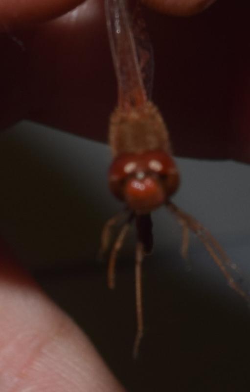 Photo of Autumn Meadowhawk