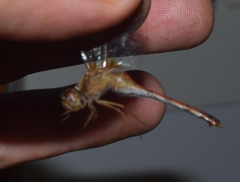 Photo of Autumn Meadowhawk
