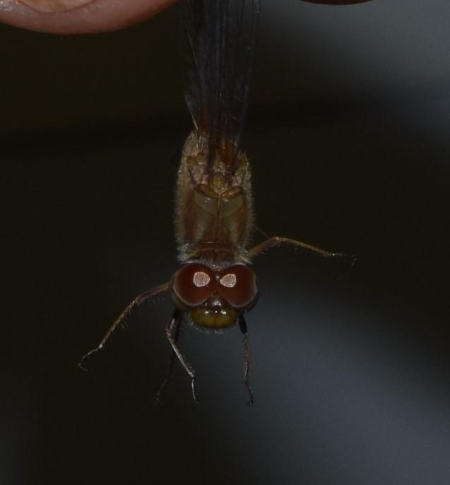 Photo of Autumn Meadowhawk