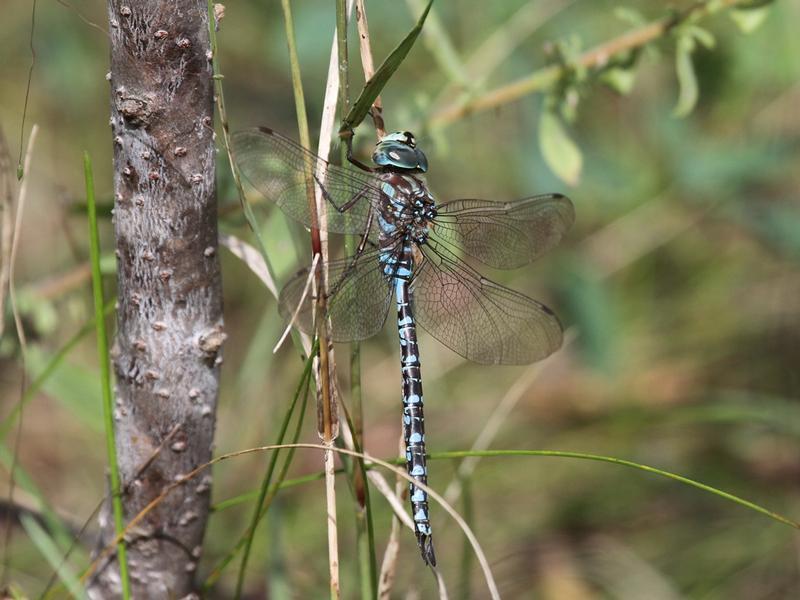 Photo of Canada Darner