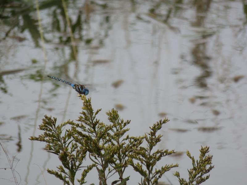 Photo of Blue-eyed Darner