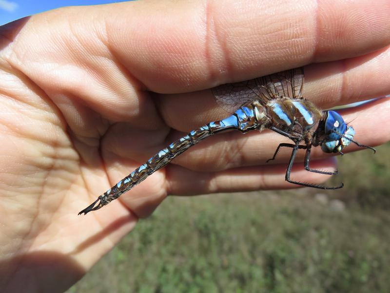 Photo of Blue-eyed Darner