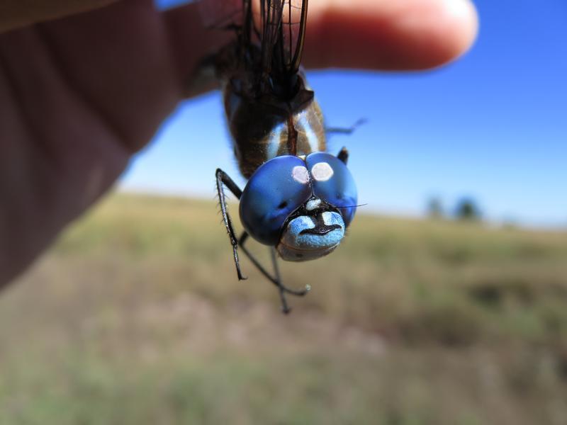 Photo of Blue-eyed Darner