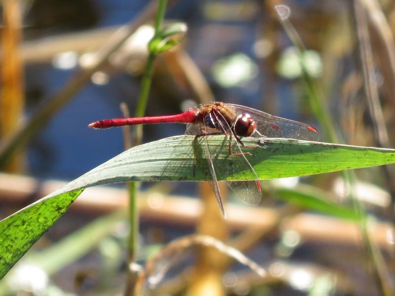 Photo of Autumn Meadowhawk