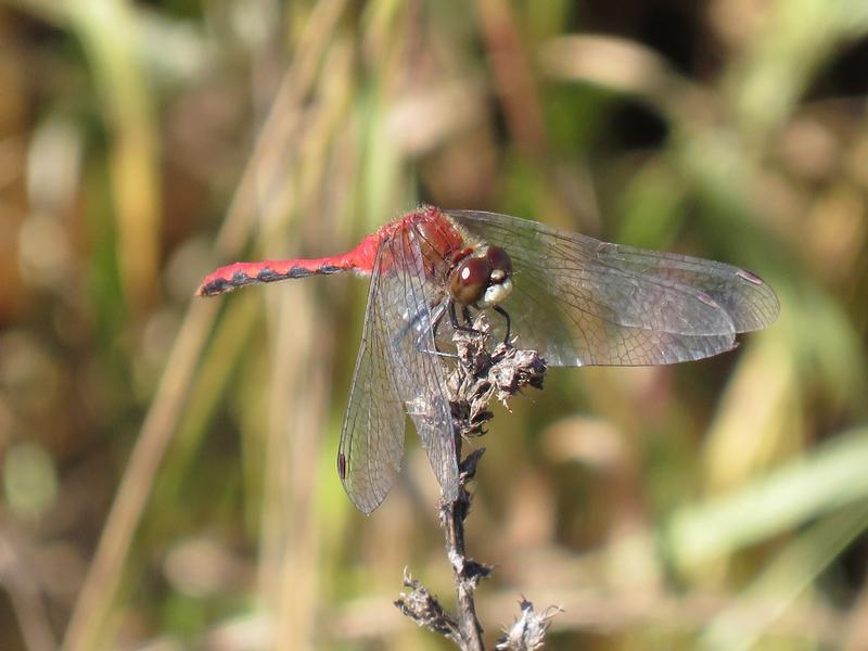 Photo of White-faced Meadowhawk