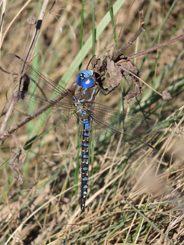 Photo of Blue-eyed Darner