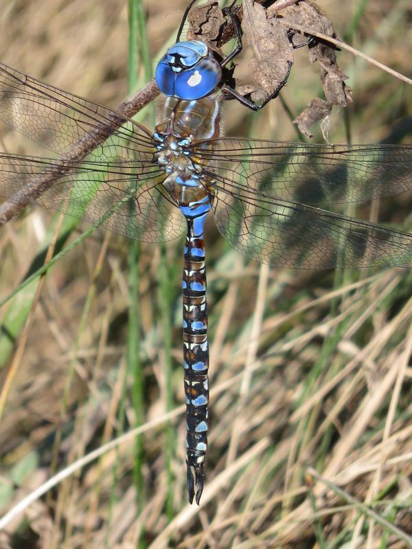 Photo of Blue-eyed Darner