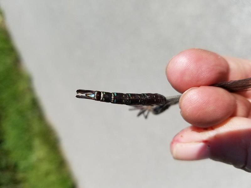 Photo of Shadow Darner