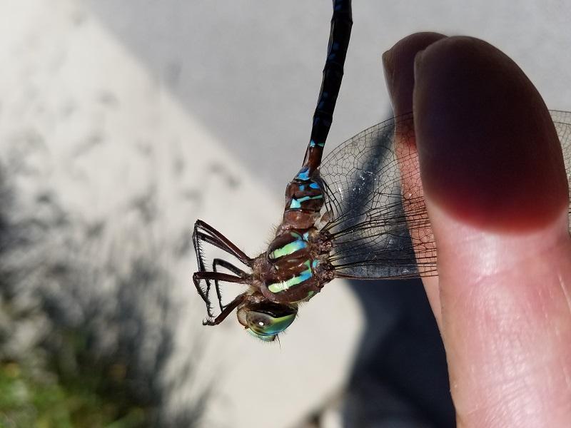 Photo of Shadow Darner