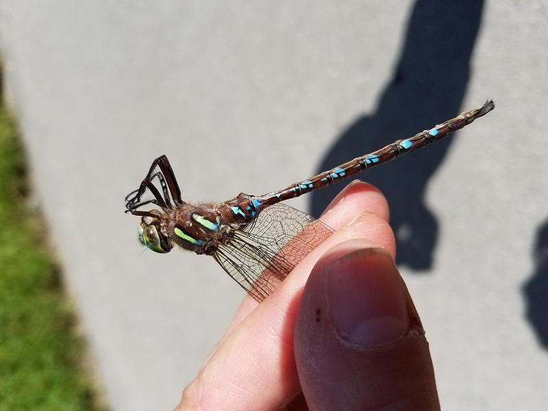 Photo of Shadow Darner
