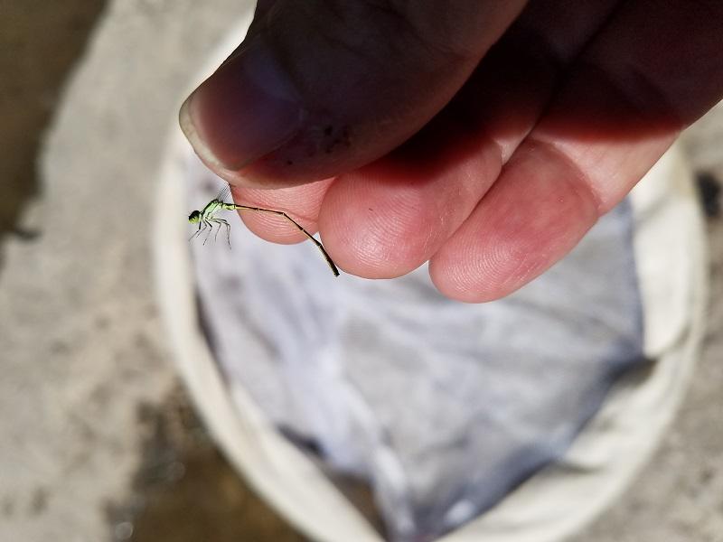 Photo of Fragile Forktail