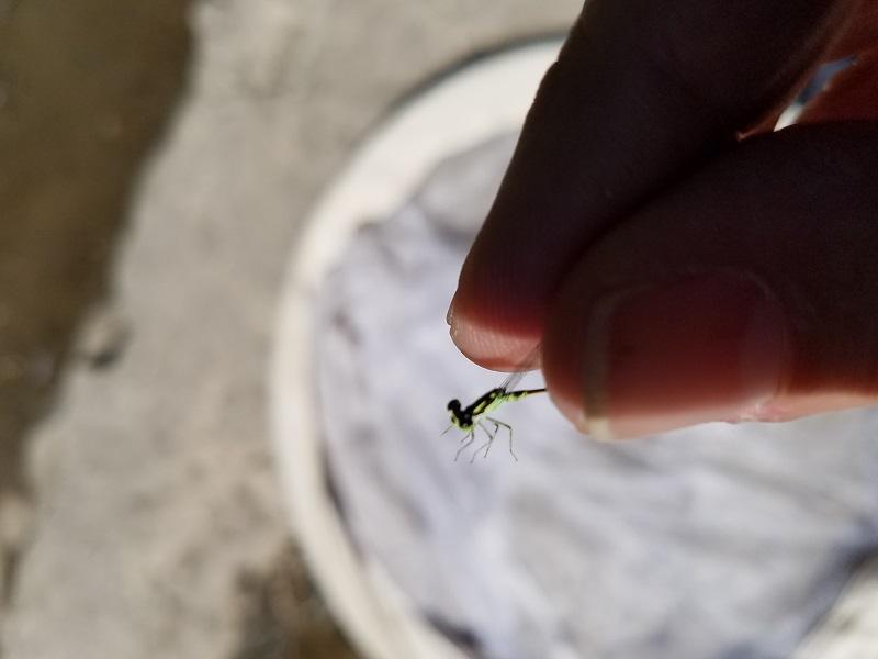 Photo of Fragile Forktail