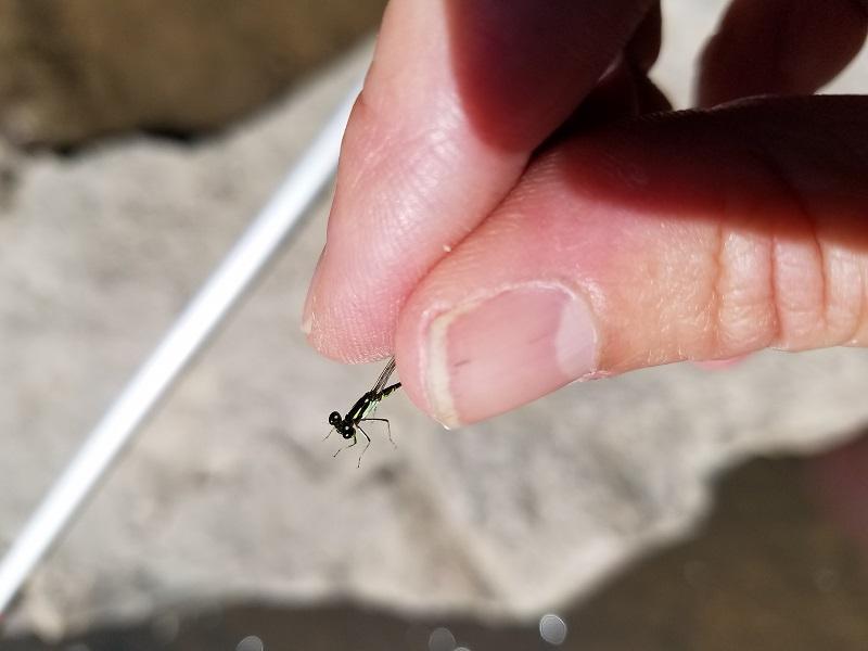 Photo of Fragile Forktail