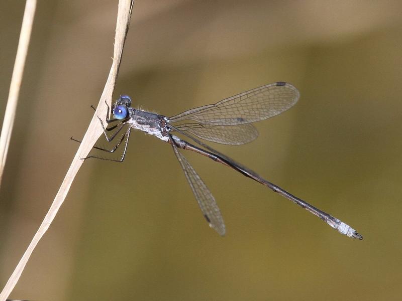 Photo of Spotted Spreadwing