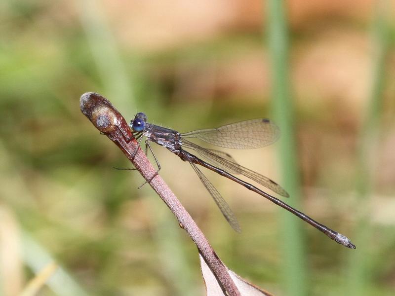 Photo of Spotted Spreadwing