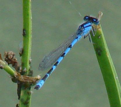 Photo of Familiar Bluet