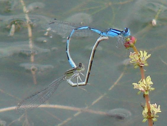 Photo of Familiar Bluet