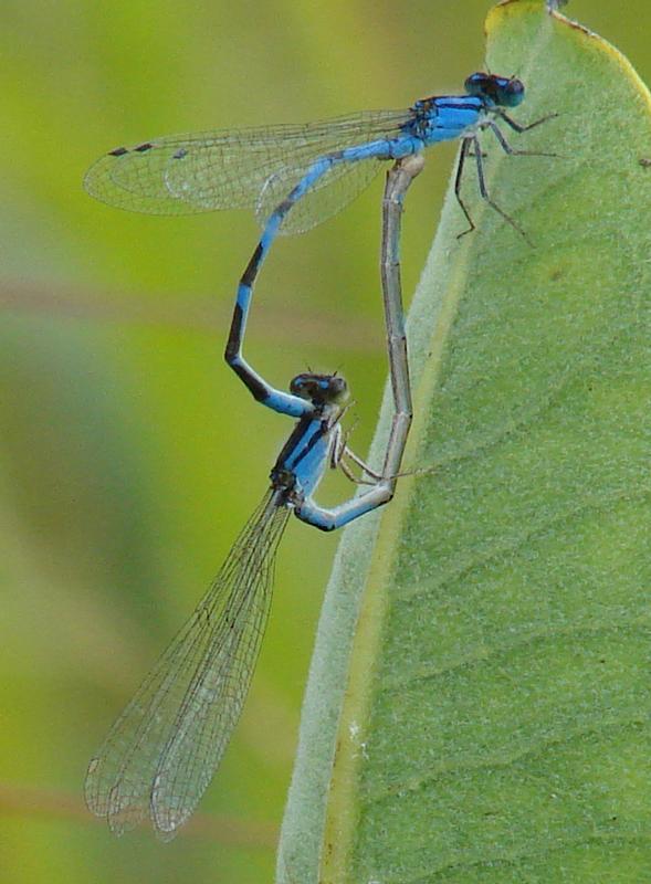 Photo of Familiar Bluet