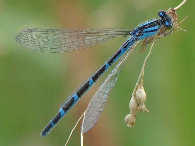 Photo of Tule Bluet