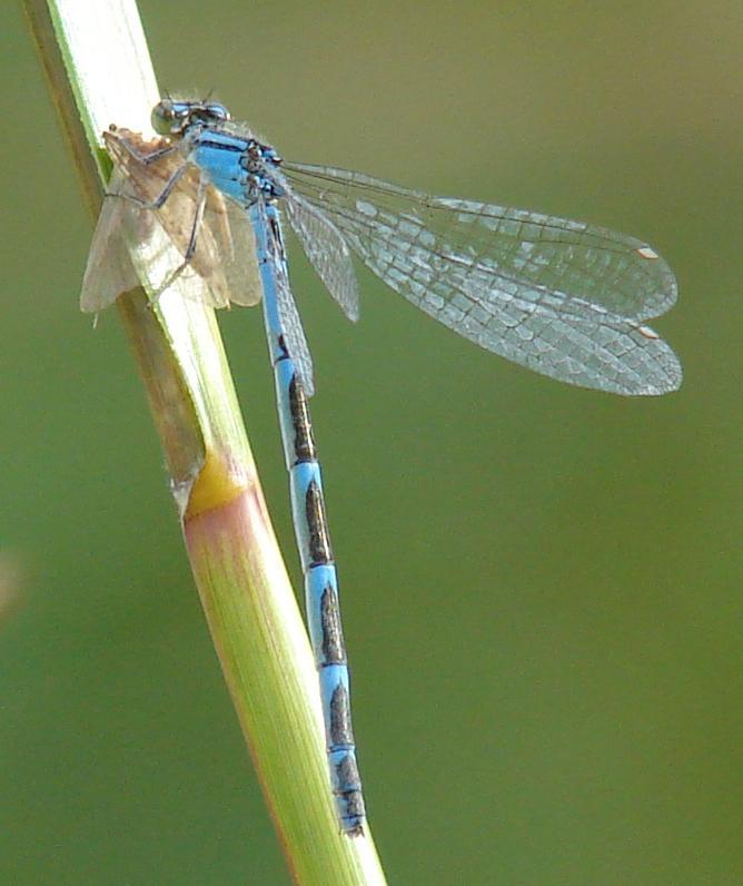 Photo of Tule Bluet