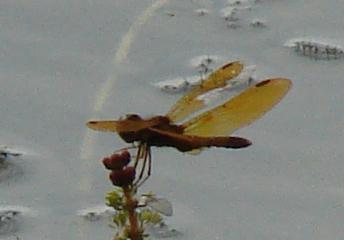 Photo of Eastern Amberwing