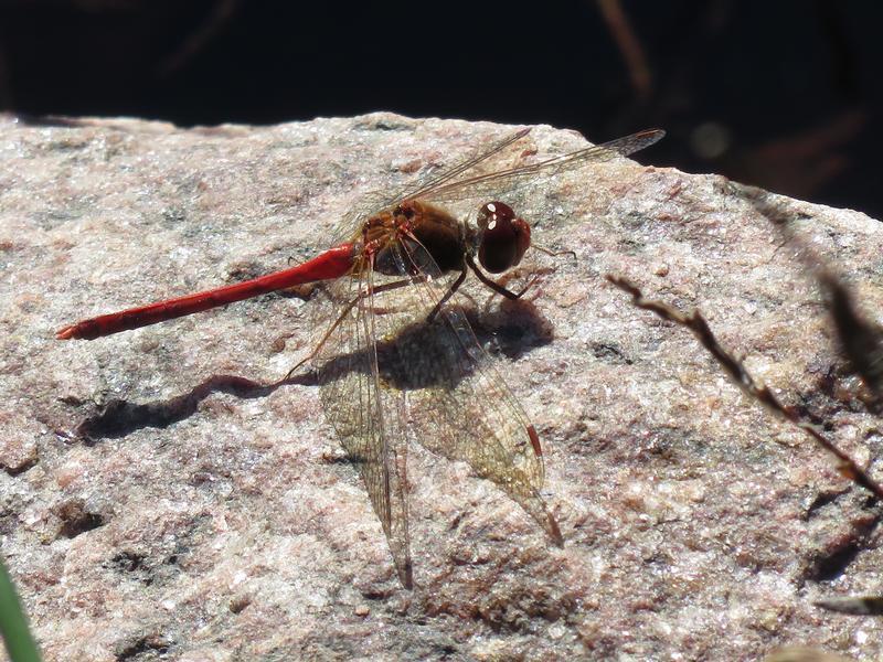 Photo of Autumn Meadowhawk