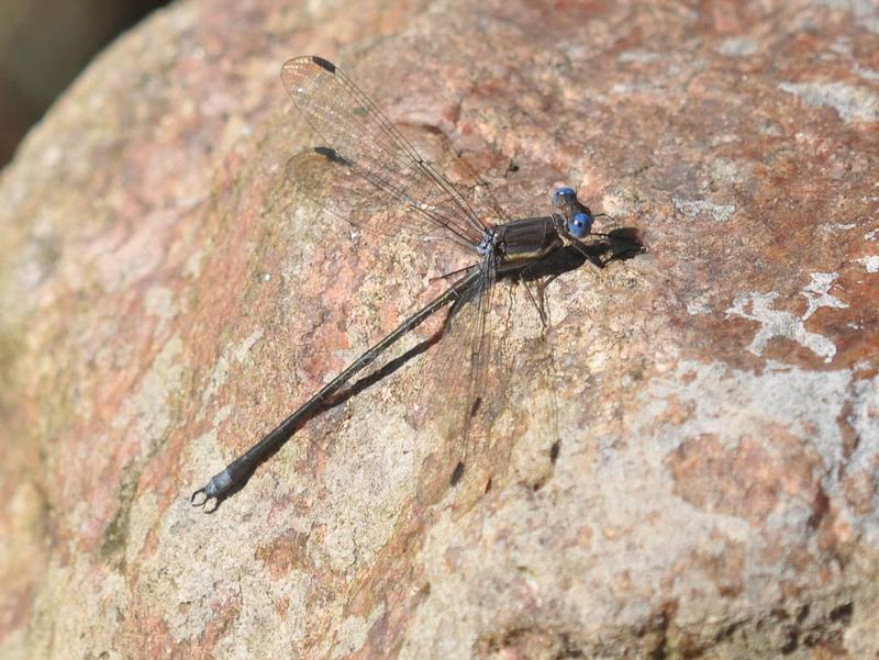 Photo of Great Spreadwing