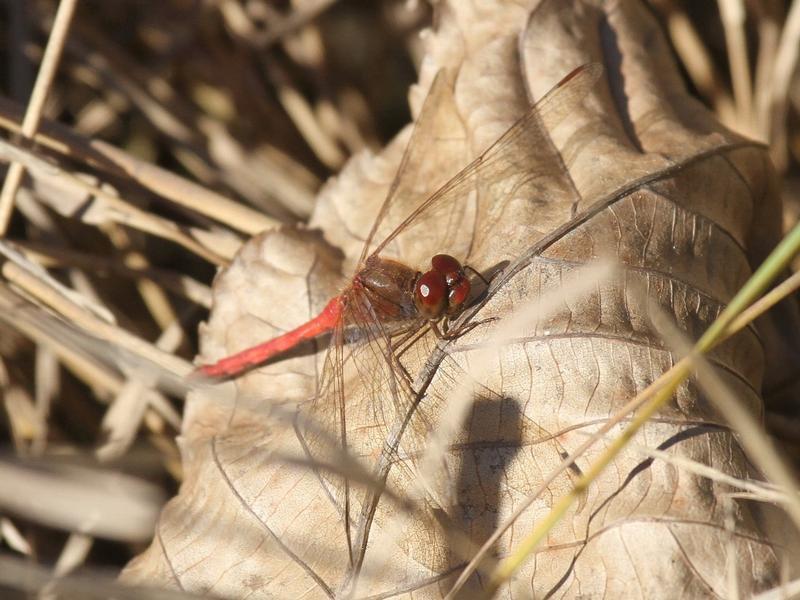 Photo of Autumn Meadowhawk