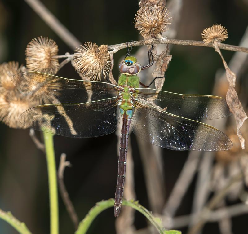 Photo of Common Green Darner