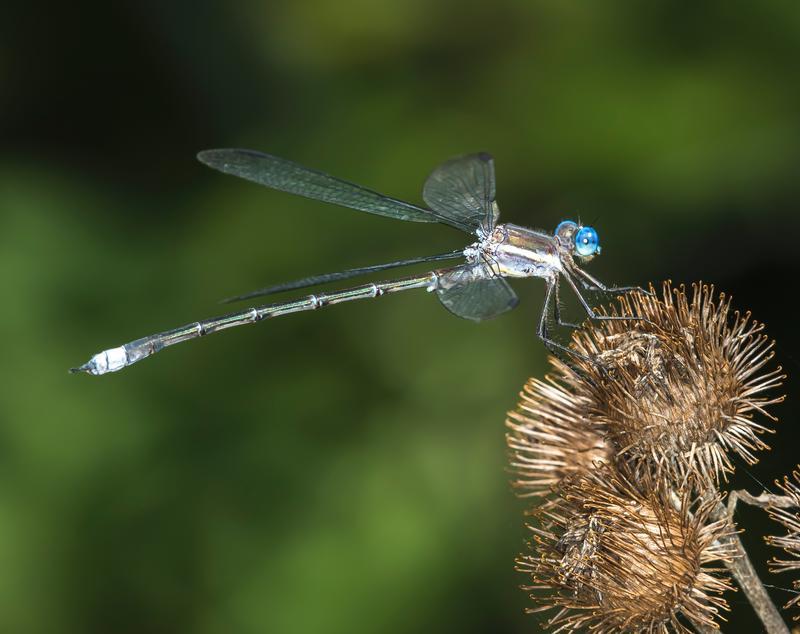 Photo of Great Spreadwing