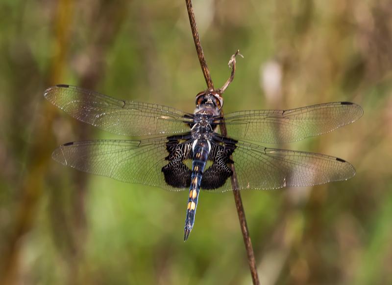 Photo of Black Saddlebags