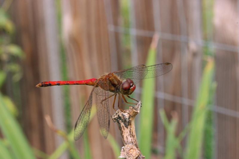 Photo of Autumn Meadowhawk