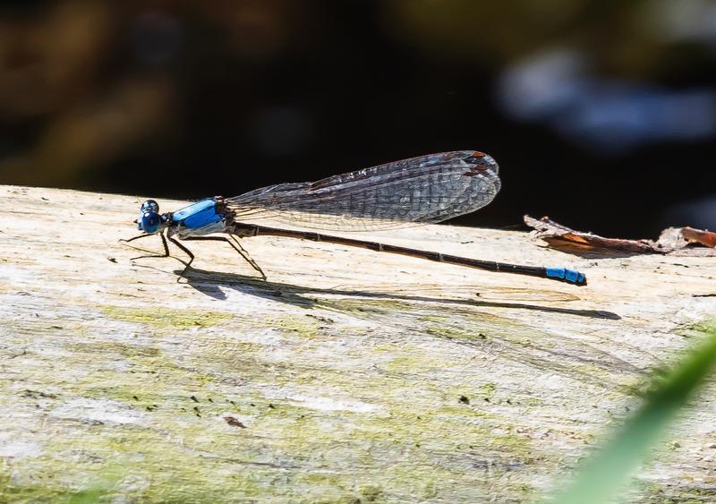 Photo of Blue-fronted Dancer