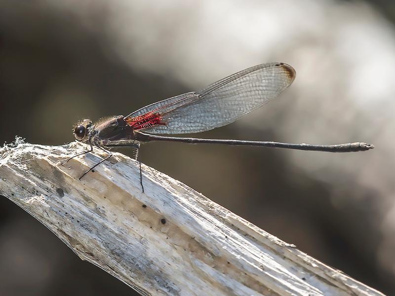 Photo of Smoky Rubyspot