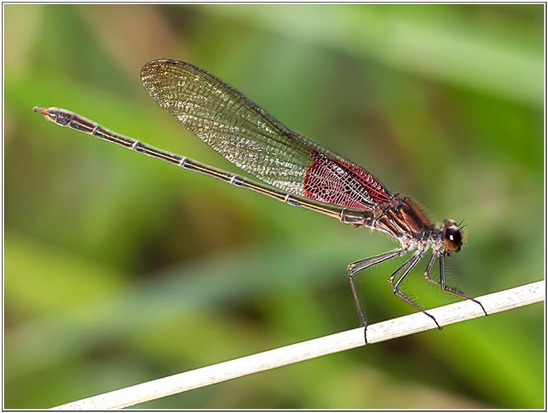 Photo of American Rubyspot