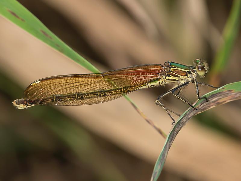 Photo of American Rubyspot