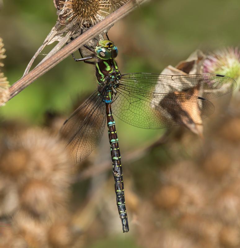 Photo of Shadow Darner