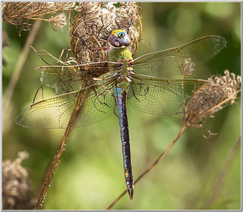 Photo of Common Green Darner