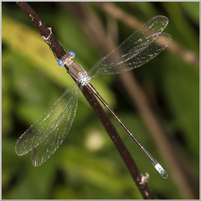 Photo of Great Spreadwing