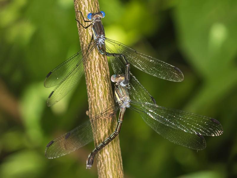 Photo of Great Spreadwing