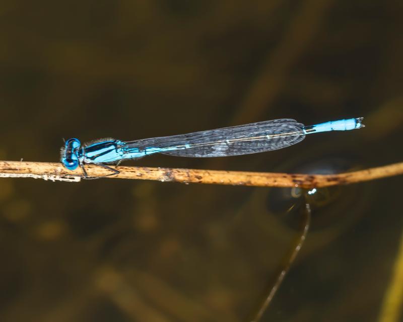 Photo of Azure Bluet