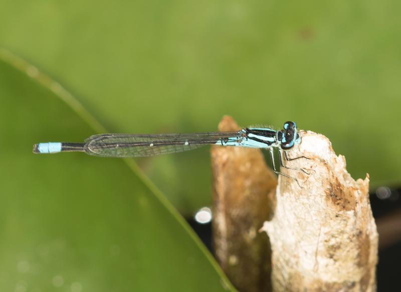 Photo of Skimming Bluet