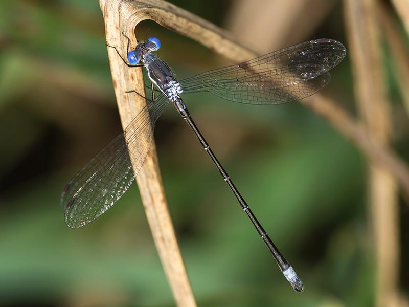 Photo of Spotted Spreadwing