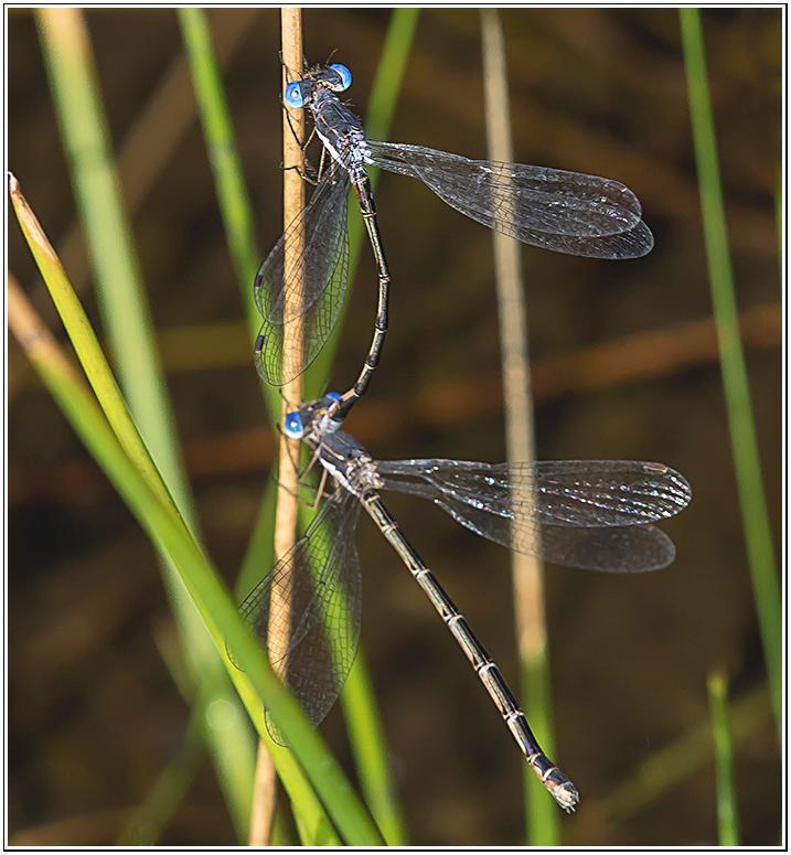 Photo of Spotted Spreadwing